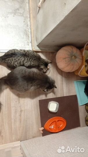 Кот в добрые руки