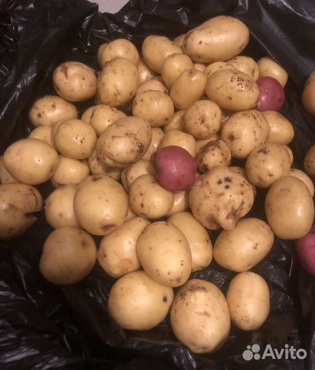Картофель свежий (урожай 2023)