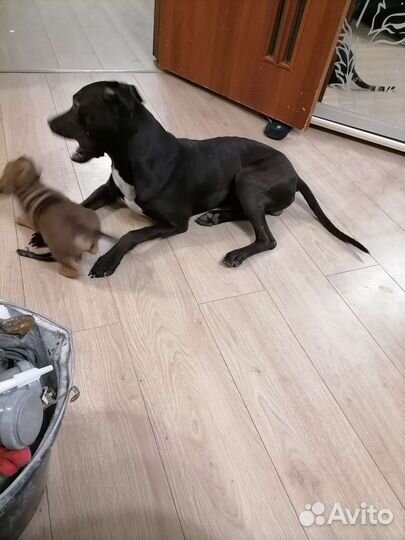 Питбуль вязка