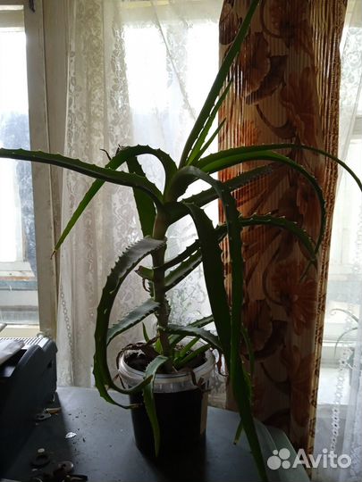 Комнатные цветы алоэ