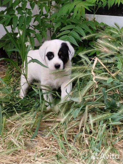 Бездомный щенок