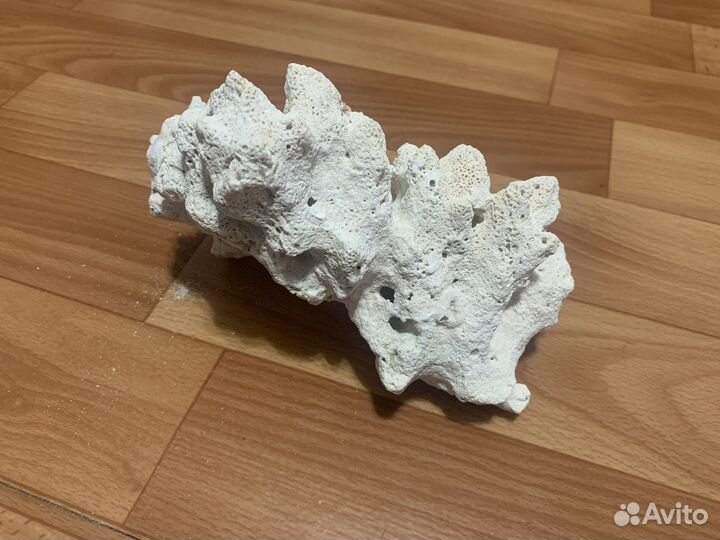 Коралл Мальдивы