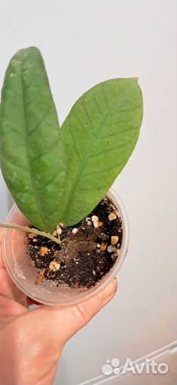 Хойя,монстера