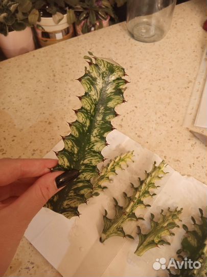 Молочай вариегатный