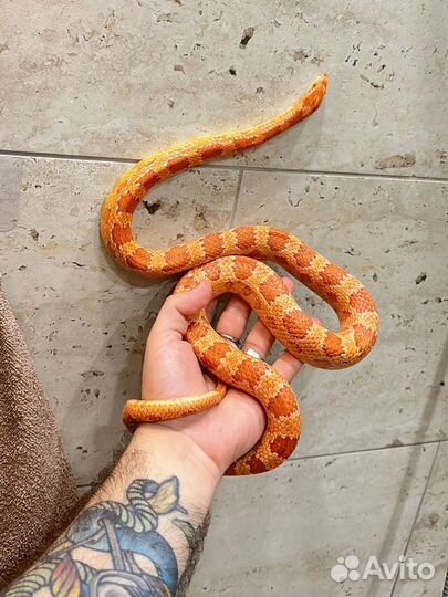 Змея маисовый полоз