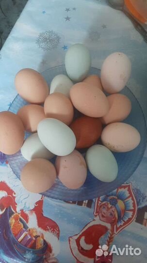 Мясо гуся, мясо утки,Яйцо куриное, жир гусиный