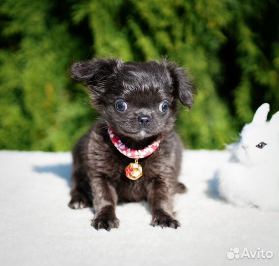 Щенки Чихуахуа РКФ