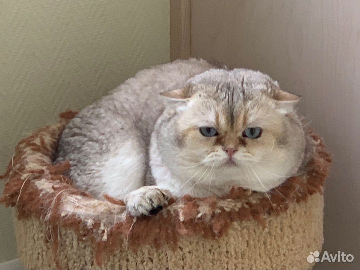 Британские шиншилы