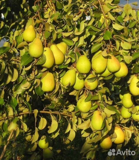 Саженцы груши для сибири