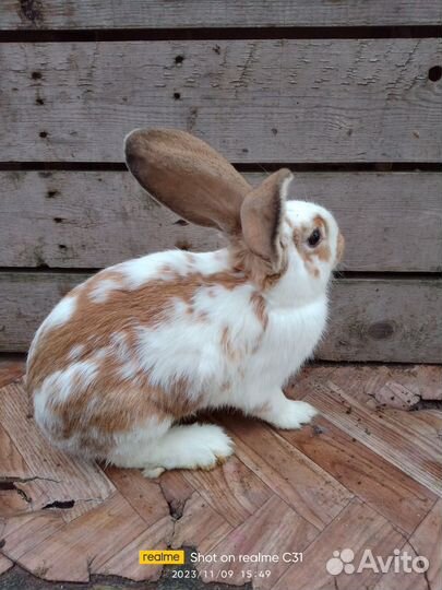 Кролики мясных пород