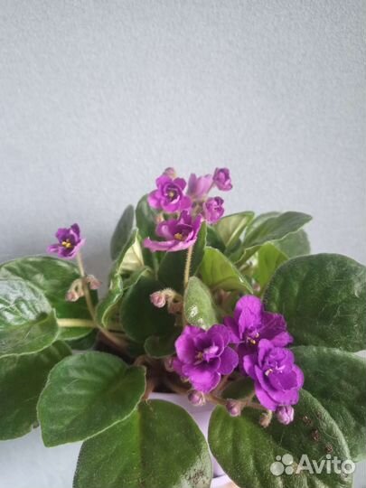 Фиалка детки