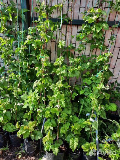 Ежемалина Тайберри