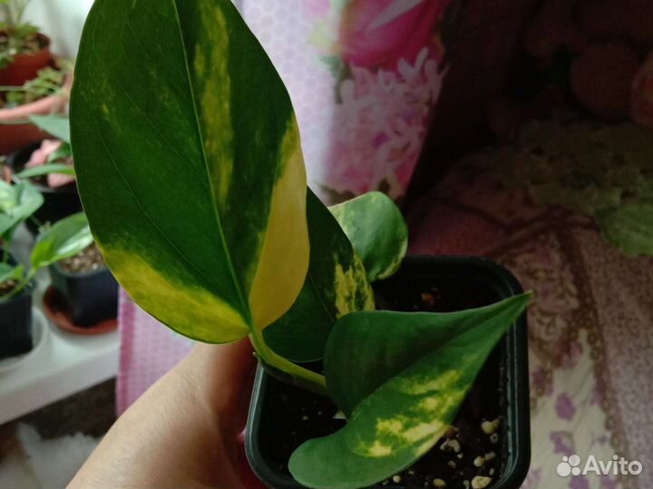 Маранта Триколор Хлорофитум Кордилина