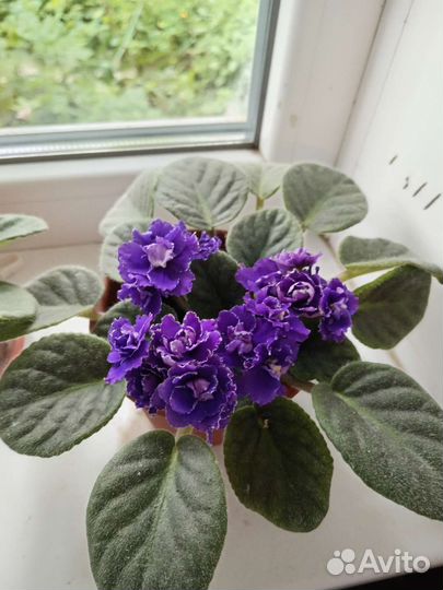 Фиалка (детки фиалок )