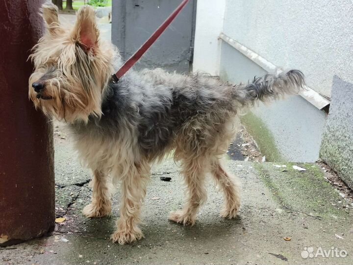 Собака в добрые руки