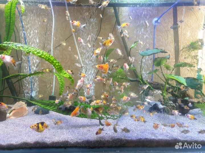 Аквариумные рыбки