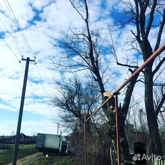 Спил деревьев