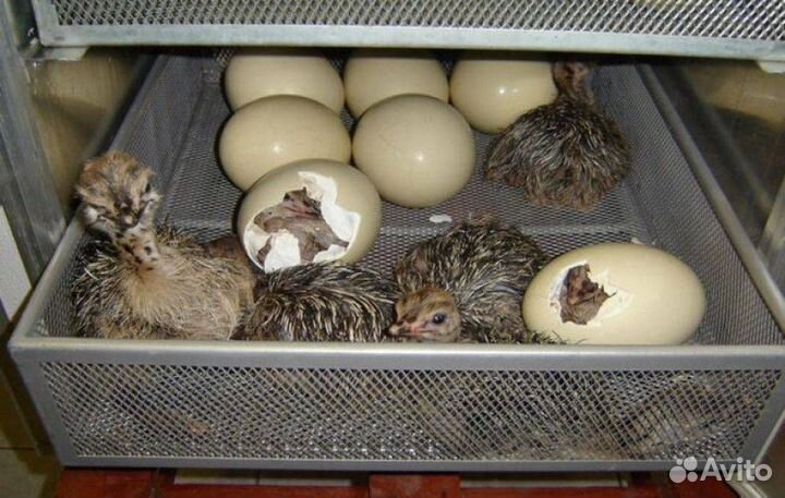 Инкубаторы с автоматическим поворотом яиц