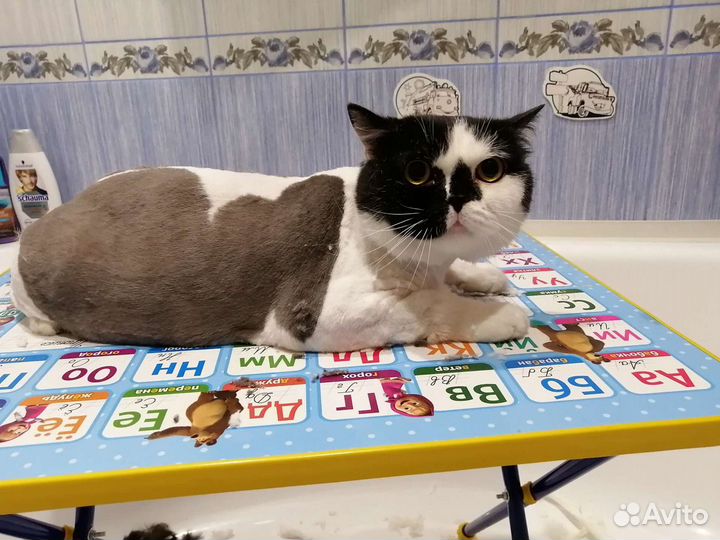 Стрижка кошек и собак