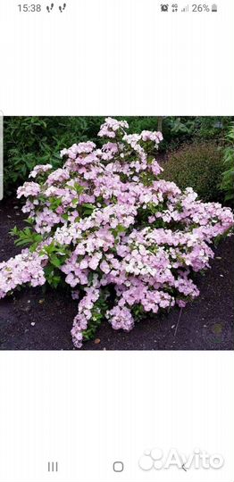 Гортензия ампельная Невеста