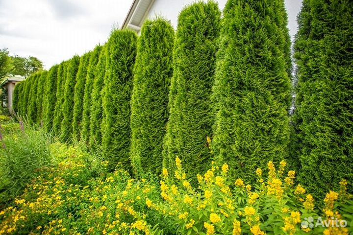 Туи вип класса