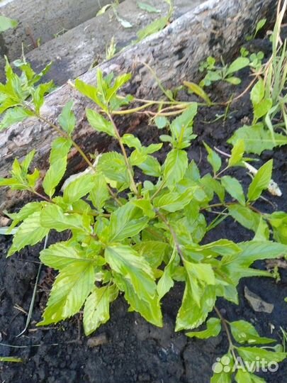 Мята сортовая