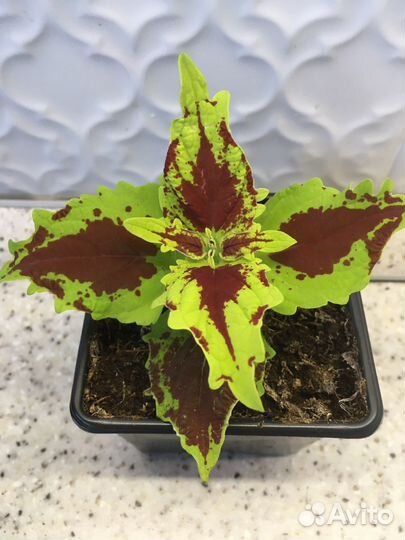 Колеус SG Crown Jewel