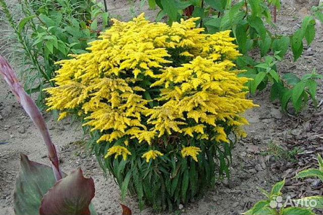 Солидаго (Золотарник)