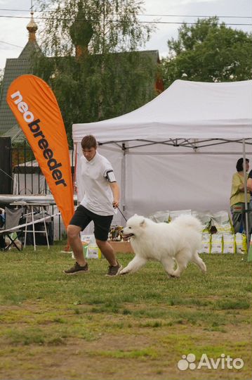 Вязка Самоедская лайка, самоед