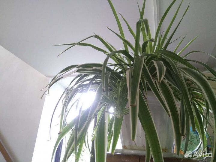 Красавцы хлорофитумы