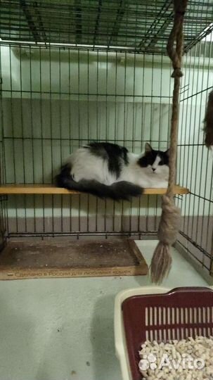 Зоогостиница для кошек, котят, котов (г. Ростов)