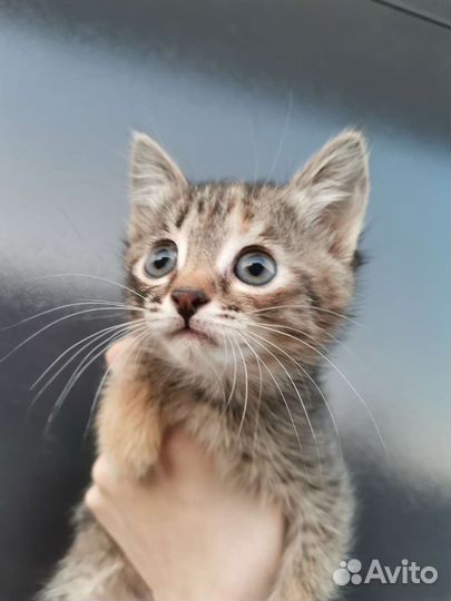 Полосатый котёнок, девочка, в добрые руки