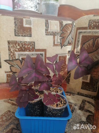 Кислица (оксалис)