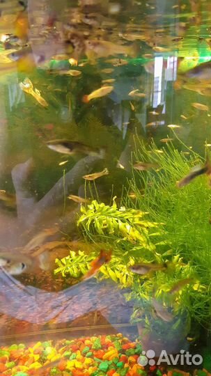 Рыбки гуппи