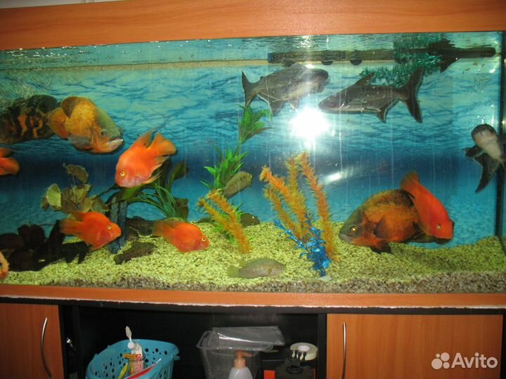 Продажа аквариума