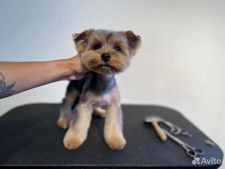 Стрижка собак и кошек