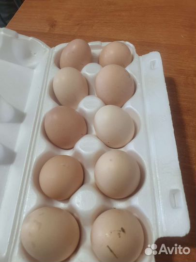 Яйца перепелиные домашние. Яйцо куриное