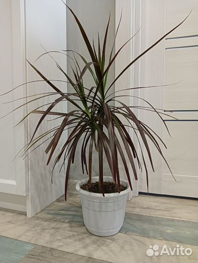 Сансевиерия, замиокулькас, драцена, табернемонтана