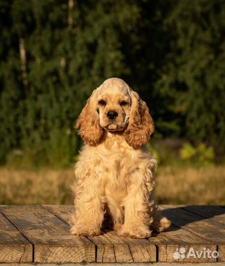 Американский кокер спаниель девочка