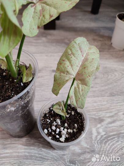 Комнатные растения