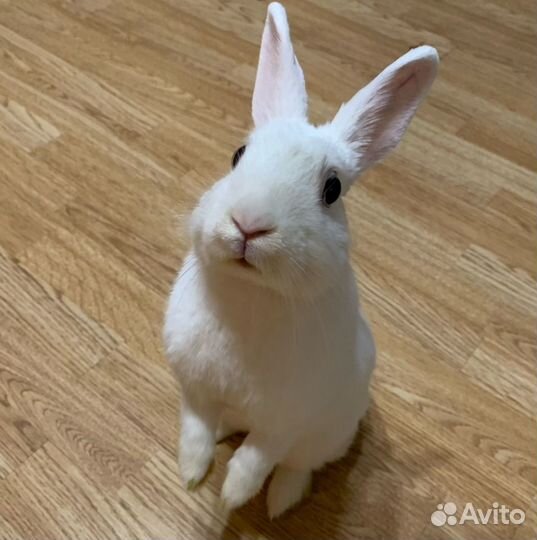 Кролик в аренду для фотосессий