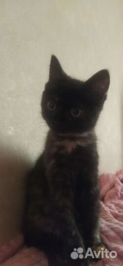 Кошечка 2,5 месяца в добрые руки