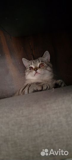 Котик, шатландец прямоухий