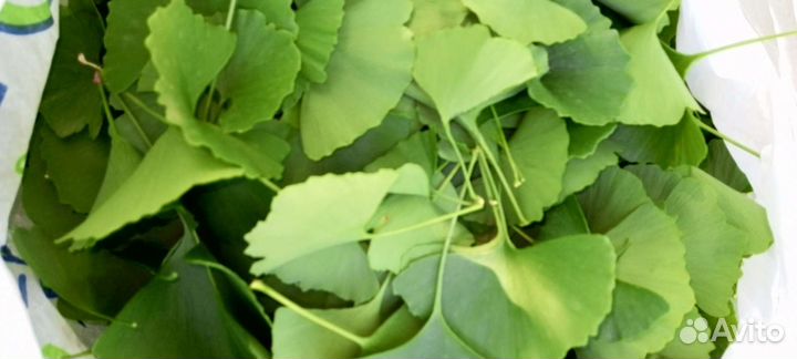 Зеленые листья Гинкго Билоба