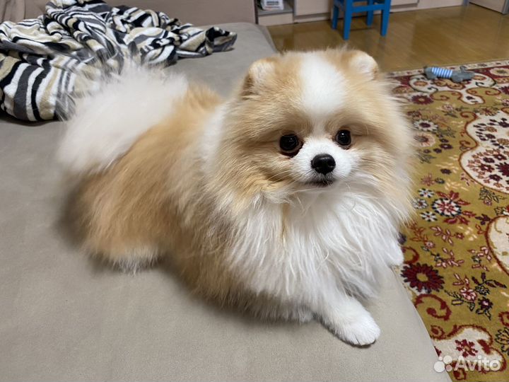 Вязка шпиц померанский