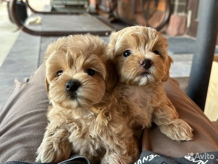 Мальтипу f1 стандарт