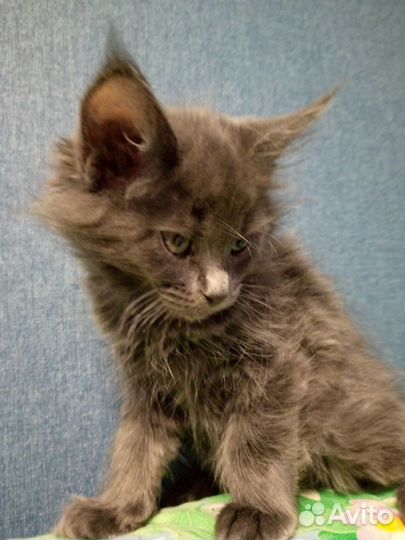 Котята мейнкуна