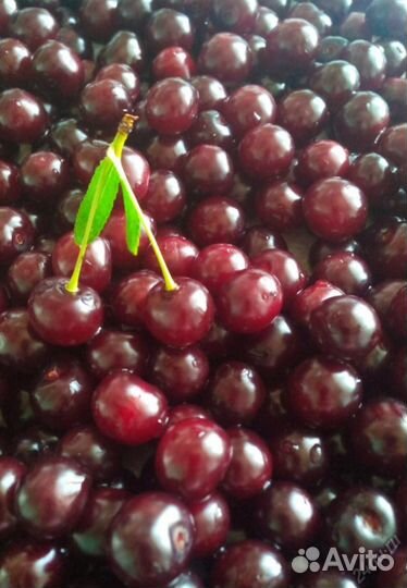 Вишня войлочная, вишня на ножке