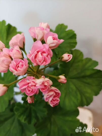 Пеларгония герань розебудная