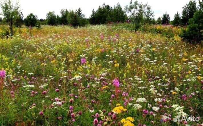 Мед 2024 года Алтайский опт